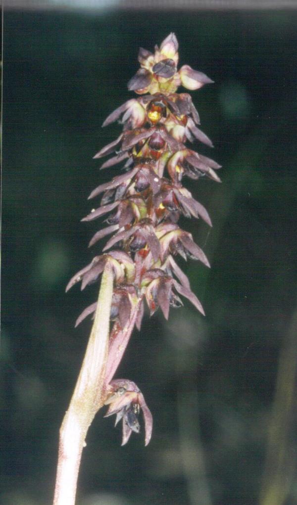 Genoplesium rufum